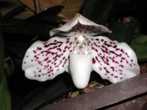 Image of Paphiopedilum leucochilum 13